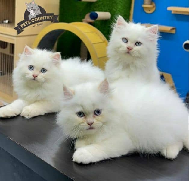 HEAVY FUR CUTE HEALTHY PERSIAN KITTENS AVAILABLE 03254675700 1