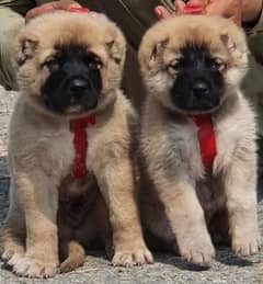 Kurdish khangal dog 2 month  male female security dog for sale