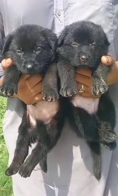 German Shepherd Puppies for sale Male and Female both are available