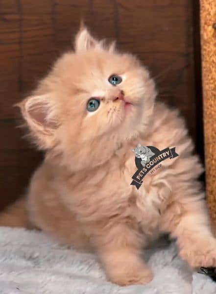 CUTE PERSIAN KITTENS WITH HEAVY FUR (COD AVAILABLE) 03254675700 0