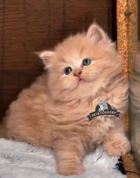 CUTE PERSIAN KITTENS WITH HEAVY FUR (COD AVAILABLE) 03254675700 1