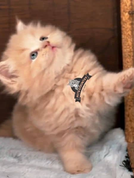 CUTE PERSIAN KITTENS WITH HEAVY FUR (COD AVAILABLE) 03254675700 2