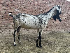 Full hight wali Bakri cross 1 month