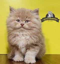 Punched face cute BROWN persian kittens (COD AVAILABLE) 03254675700