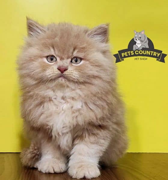 Punched face cute BROWN persian kittens (COD AVAILABLE) 03254675700 0