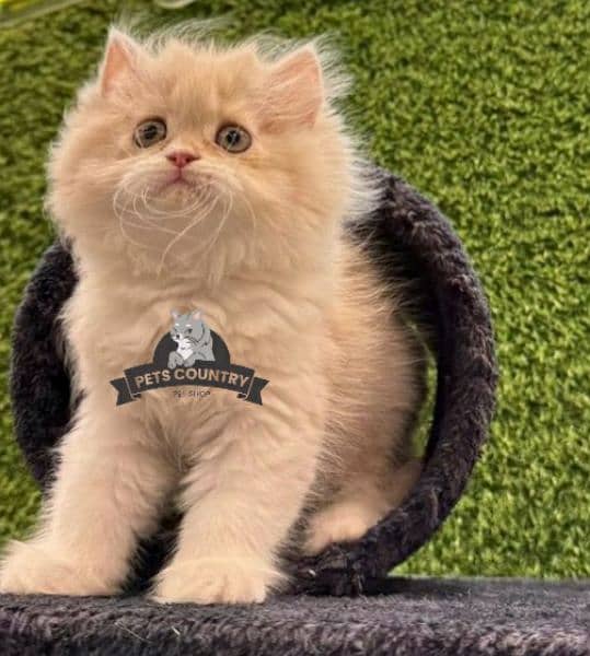 Punched face cute BROWN persian kittens (COD AVAILABLE) 03254675700 1