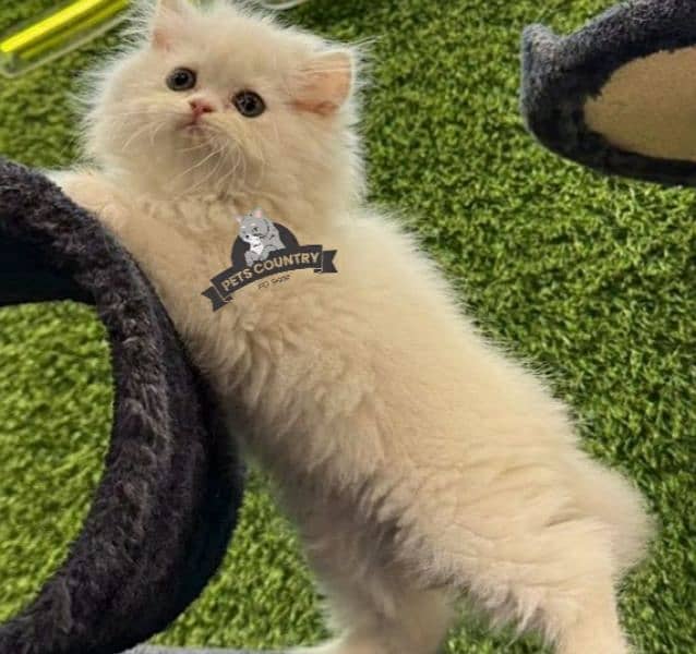 Punched face cute BROWN persian kittens (COD AVAILABLE) 03254675700 2