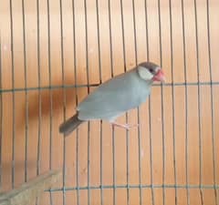 Silver Java Finch Female