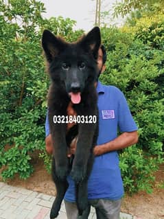 German shepherd Black  pink pedigreed Long Hair  imported  puppies