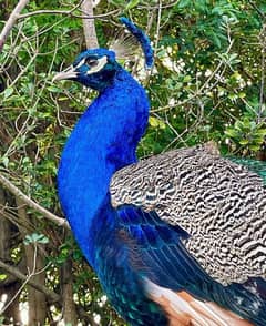 2 beautiful and healthy male peacocks 0//3/2/4/0/0/3/7/9/0/0