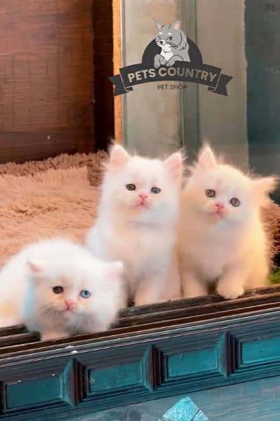 Healthy kittens with heavy fur (COD AVAILABLE) 03254675700 WHATSAPP 2