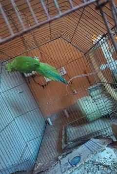 Green parrot