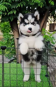 Siberian husky Pair