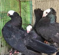 Black mukhi pegions