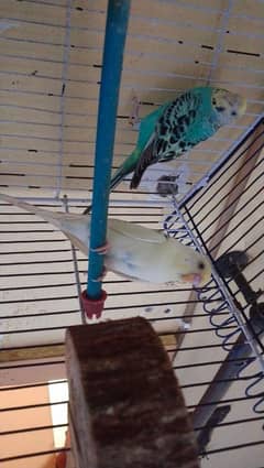 Budgie For Sale