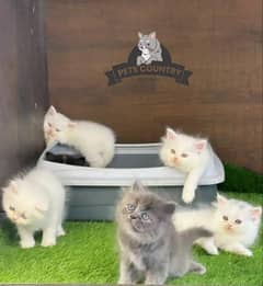 Punched face healthy kittens with heavy fur (COD available)03254675700