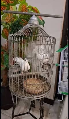 I m selling my one white dancing pigeon male with beautiful cage