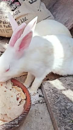 Rabbits with babies