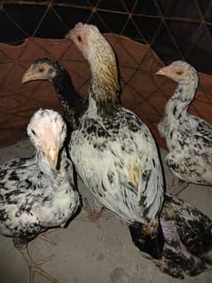 3 Female 1 male Aseel pathiyan