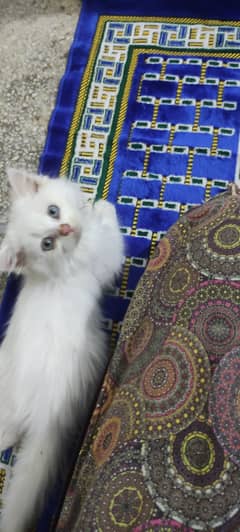 Persian triple coated female kitten