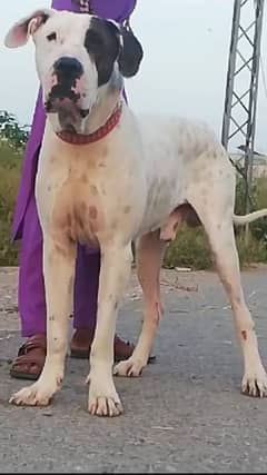 Bully Gultair Dog | Gultair Dog | Security Male Dog For Sale