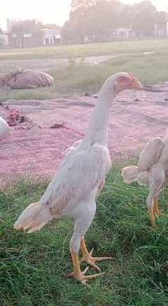 White O Shamo for sale