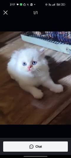 cat for sale sehatmand my WhatsApp 0313=49=25=408