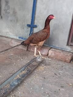 pure desi egg laying HEN available  03126612828