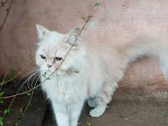 persian cat