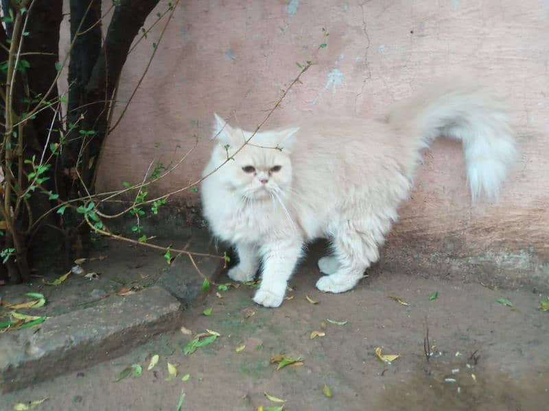 persian cat 1