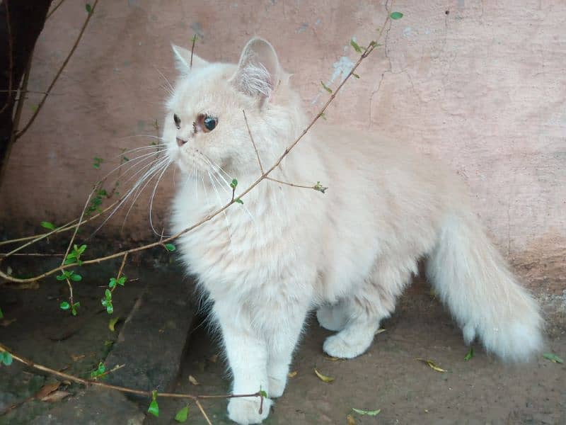 persian cat 2