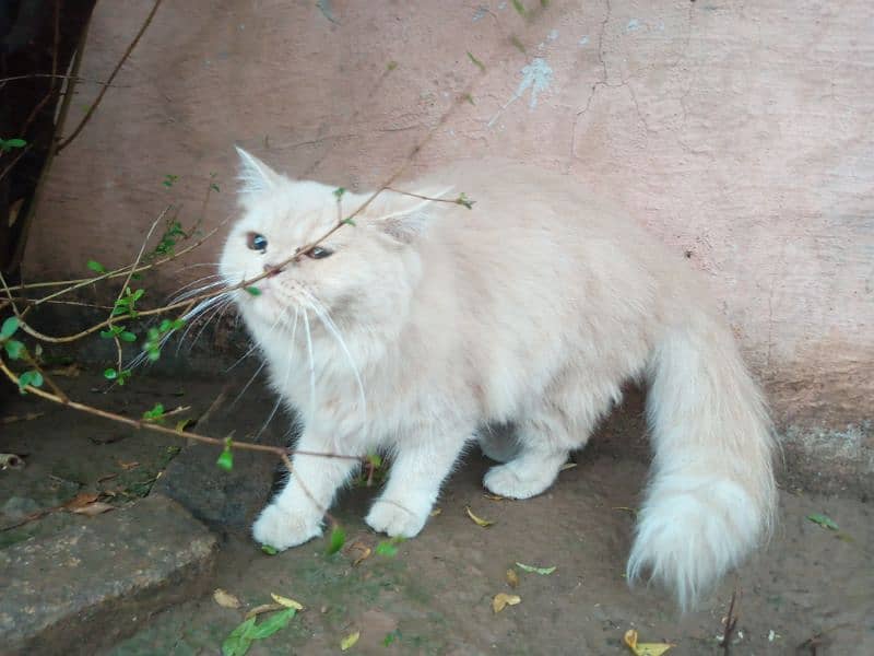 persian cat 3