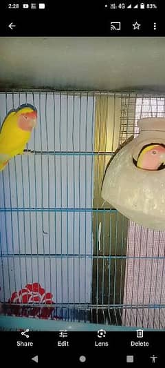 love birds