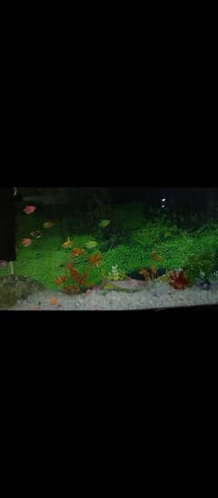 whole aquarium setup for sale contact on 0-3-2-3-9-0-0-0-0-9-5