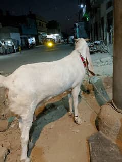 gulabi bakri