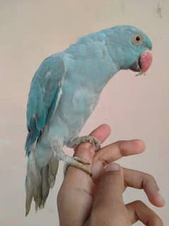 blue Ringneck tamed/03156376925