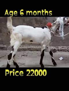 Desi Bakri