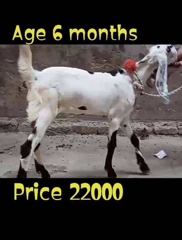 Desi Bakri 0