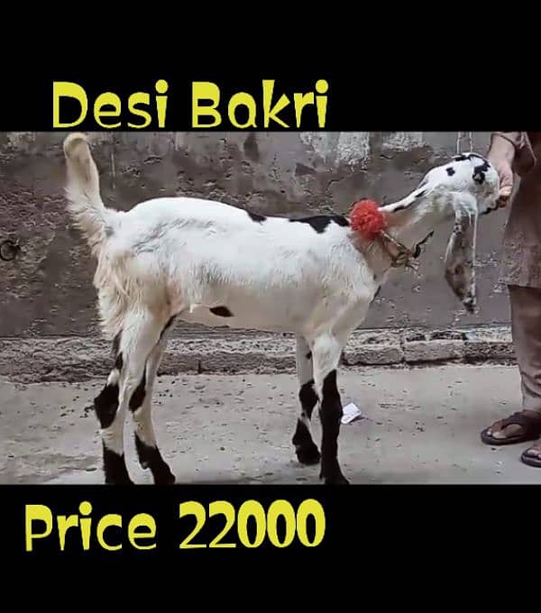 Desi Bakri 1