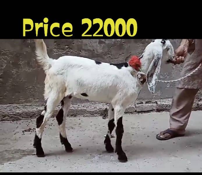 Desi Bakri 2