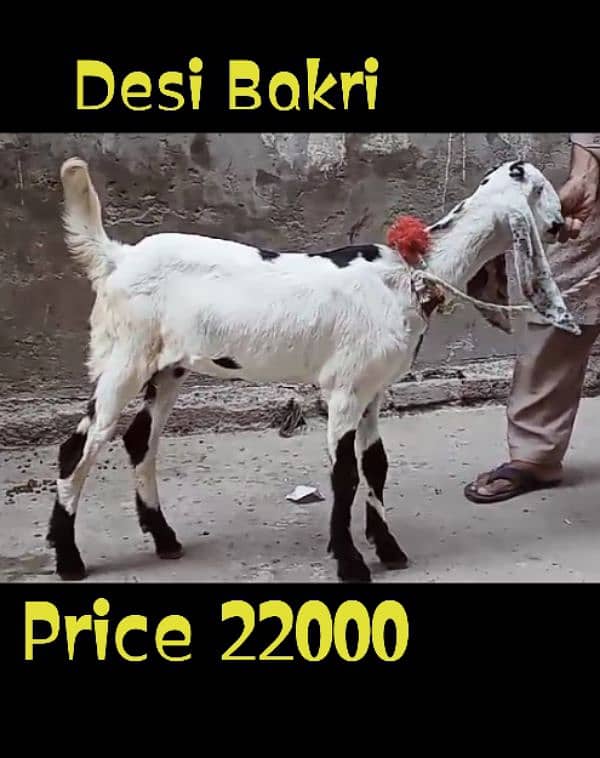 Desi Bakri 3