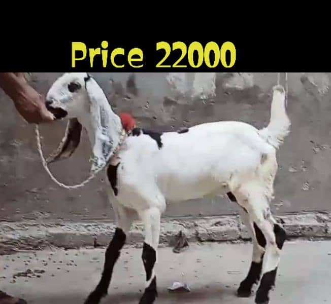 Desi Bakri 4