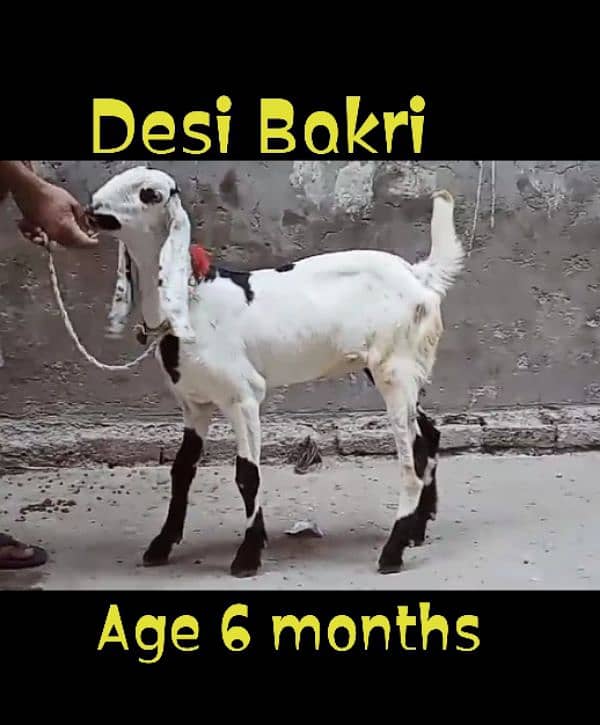 Desi Bakri 5