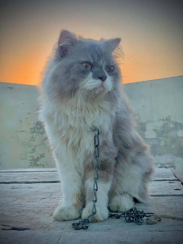 Persian cats 1