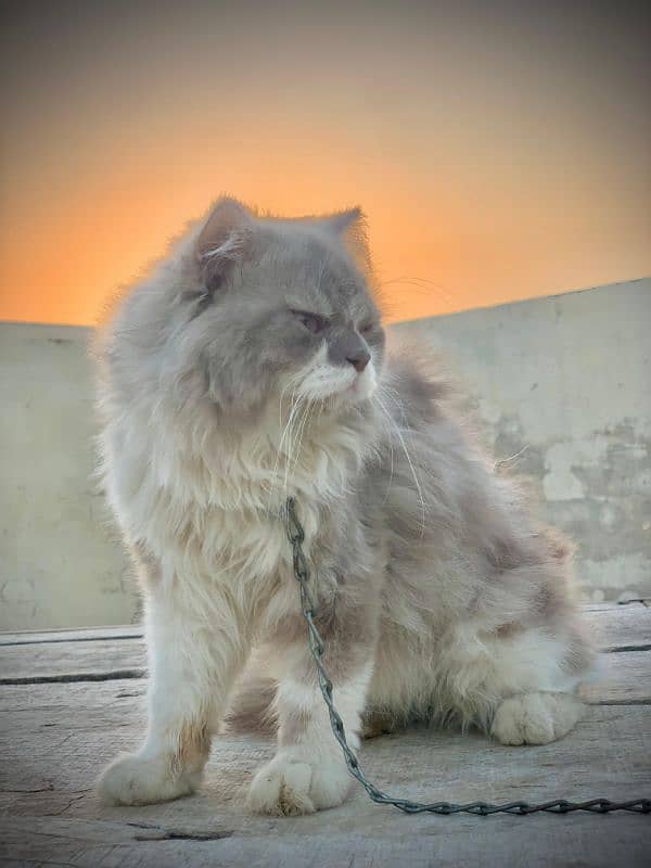 Persian cats 5