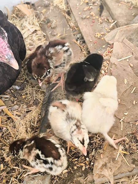 Pure aseel breed chicks 5