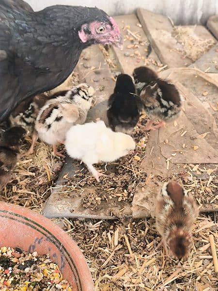 Pure aseel breed chicks 7