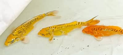 Japanese koi fish for sale/fish