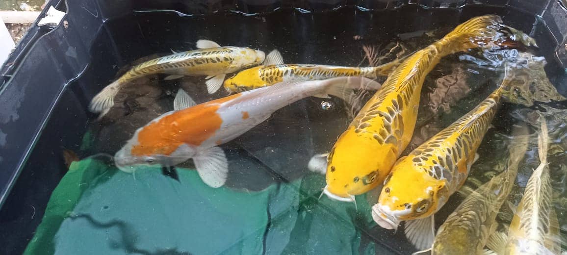 Japanese koi fish for sale 1