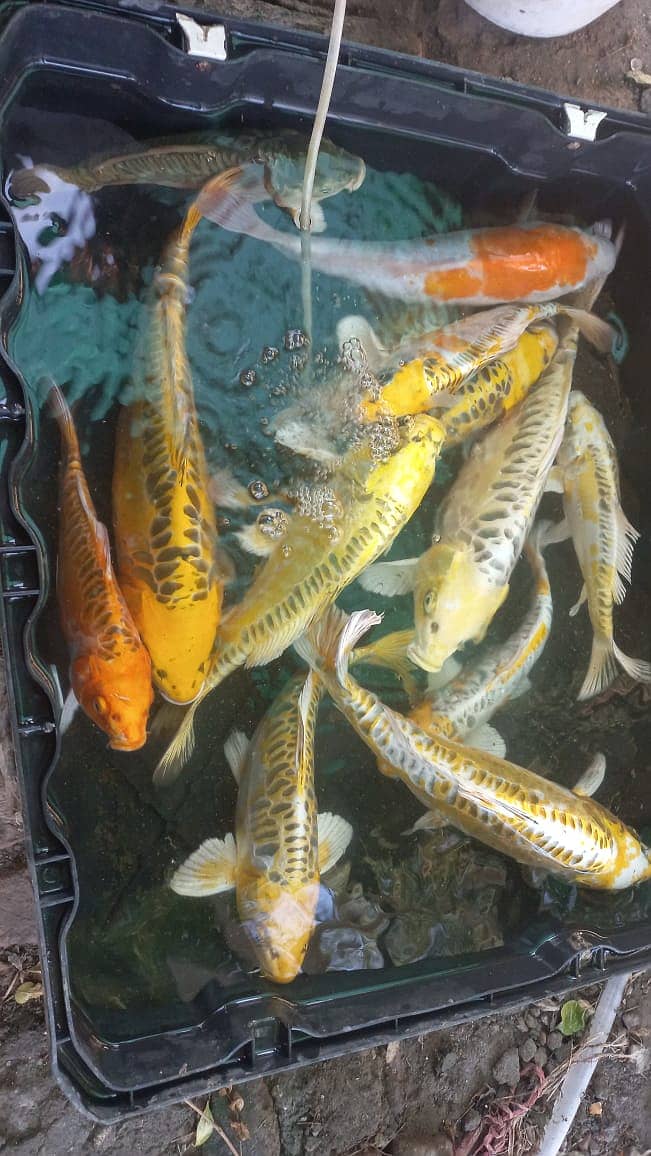 Japanese koi fish for sale 2